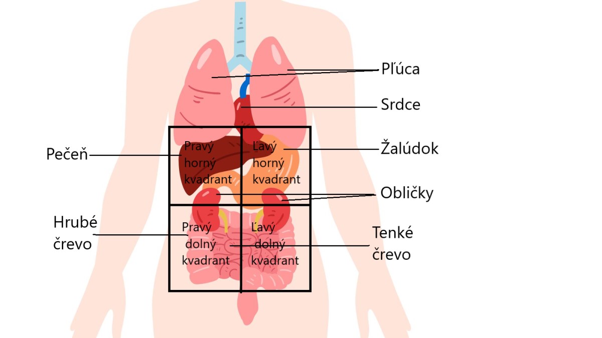 Rozdelenie brušnej dutiny na kvadranty a znázornenie orgánov. Zdroj foto: Canva